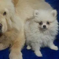 سگ پامر پامرانین پامرین|سگ|مشهد, ویلاشهر|دیوار