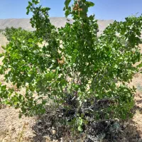 زمین باغ شهری ۱۰۰۰ متری باغ پسته ای واقع در داریون|فروش زمین و ملک کلنگی|شیراز, داریون|دیوار