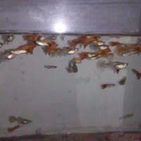 ماهی گپی|ماهی|محمدیه-قزوین, |دیوار