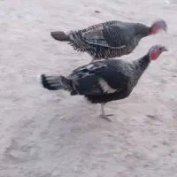 بوقلمون|حیوانات مزرعه|زهک, |دیوار