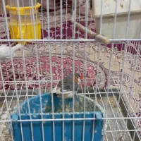 جفت نرماده فنچ|پرنده|زابل, |دیوار