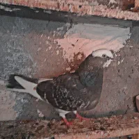 شازده