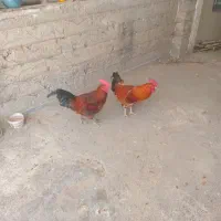 خوروس معاوضه