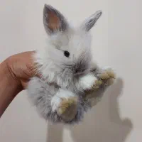 توله خرگوش لوپ