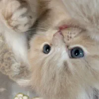 گربه اشرافی|گربه|مرودشت, پشت سایپا|دیوار