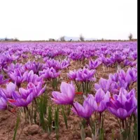 سرکارگر کشاورزی  چیدن سیب زمینی پیاز  گوجه.زعفران|خدمات باغبانی و درختکاری|کرمانشاه, |دیوار