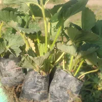 فروش نهال توت فرنگی پاروس|خدمات باغبانی و درختکاری|مریوان, |دیوار