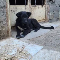 میش بره بز سگ|حیوانات مزرعه|مبارکه, |دیوار