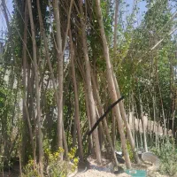 فروش نهال  نهالستان احمدی