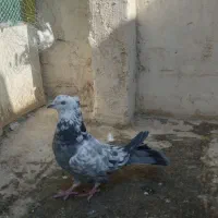 اصفهانی اصیل