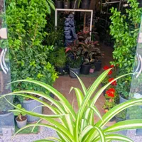 گل گندمی مناسب برای هدیه|گل و گیاه طبیعی|بیرجند, |دیوار