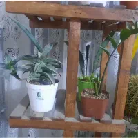 گل و گیاه|گل و گیاه طبیعی|رباطکریم, رباطکریم|دیوار