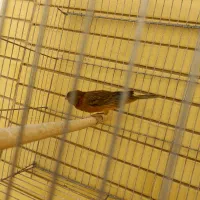 قناری ماد|پرنده|صدرا-فارس, فاز ۱|دیوار