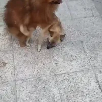 سلام دوستان سگ گمشده