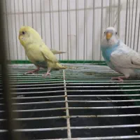 مرغ عشق