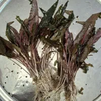 گیاه اکواریومی کریپتون