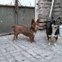 توله پاپی اصل|سگ|تربتحیدریه, بازار|دیوار