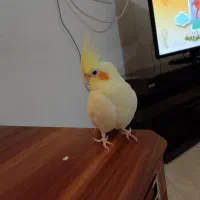 عروس هلندی گم شده