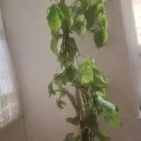 گل و گیاه|گل و گیاه طبیعی|ایوان, |دیوار