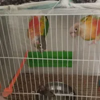 جفت‌گرنچیک‌سالم‌سرحال