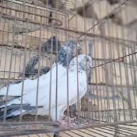 کبوتر|پرنده|اصفهان, منتظرالمهدی|دیوار