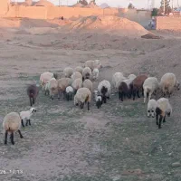 24میش داشتی|حیوانات مزرعه|خوسف, |دیوار