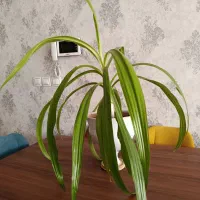 گل ذرتی سبز و بزرگ و شاداب