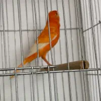 قناری نر مست|پرنده|بندر ماهشهر, |دیوار