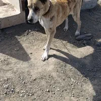 سگ سرابی|سگ|سبزوار, توحیدشهر|دیوار