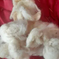 ۲۵کیلو پنبه نشسته