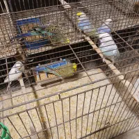 فروش مرغ عشق مولد