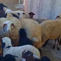 13 راس گوسفند بره دار همه جوان|حیوانات مزرعه|تبریز, |دیوار