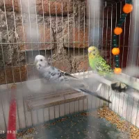 مرغ عشق|پرنده|بوکان, |دیوار