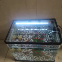 اکواریوم شیشه خم شرکتی  با تمام وسایلو ماهی گوپی