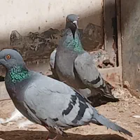 چای وحشی
