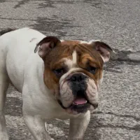 اینگیلیش بوداگ