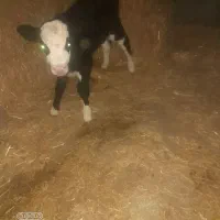 گوساله شیری|حیوانات مزرعه|نصر آباد, |دیوار