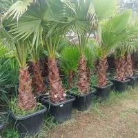 پالم واشنگتنی