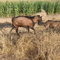 نر بز آلپاین|حیوانات مزرعه|مرودشت, رامجرد یک|دیوار