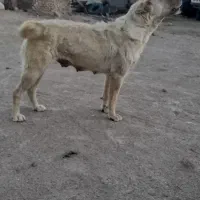 سگ گله ای ماده