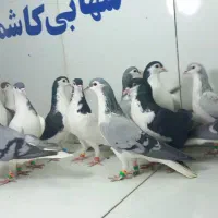دسته ۱۷تایی پرشی نرساده