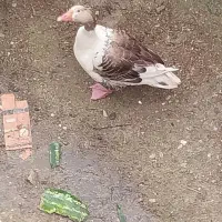 فروش غاز نرو ماده