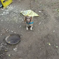 معاوضه با یک جفت کبوتر خوب|سگ|بکتاش, |دیوار