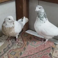 کبوتر|پرنده|اصفهان, ارغوانیه|دیوار