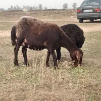 فروش ۲عدد گوسفند بره دار بره هانروماده هستن