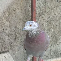 کفتر