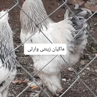 تخم نطفه دار برهما لایت|حیوانات مزرعه|تبریز, |دیوار