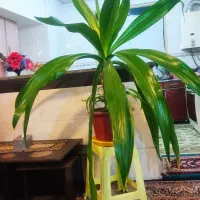 گل طبیعی
