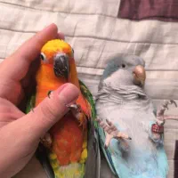 طوطی خورشیدی و راهب دستی|پرنده|رشت, گلسار|دیوار