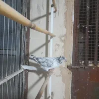 کفتر کل ماستی جفت نر سرخ دم سرور چندتا مقلوف|پرنده|قم, انصارالحسین|دیوار